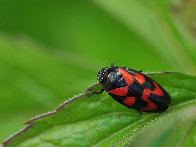 Cercopis vulnerata