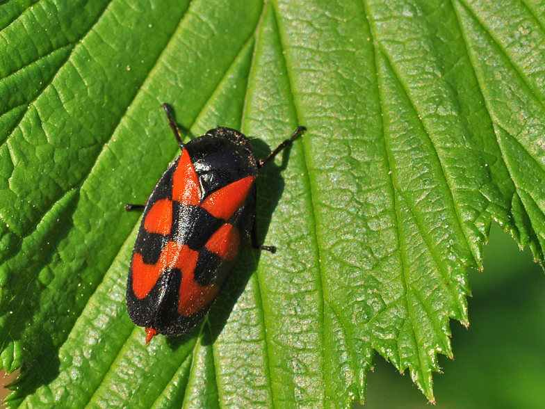 Cercopis vulnerata