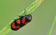 Cercopis vulnerata