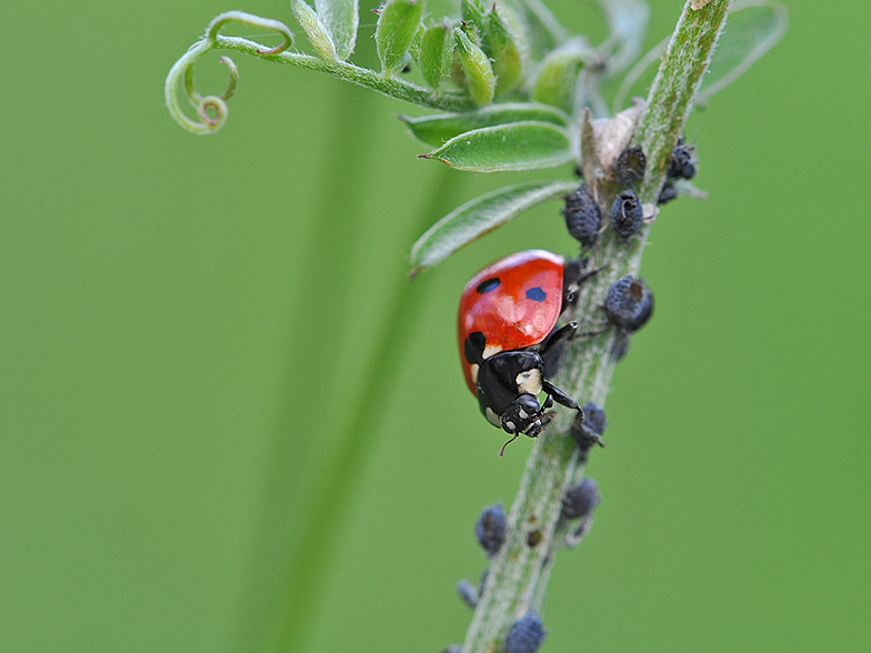 Coccinella septempunctata