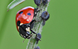 Coccinella septempunctata