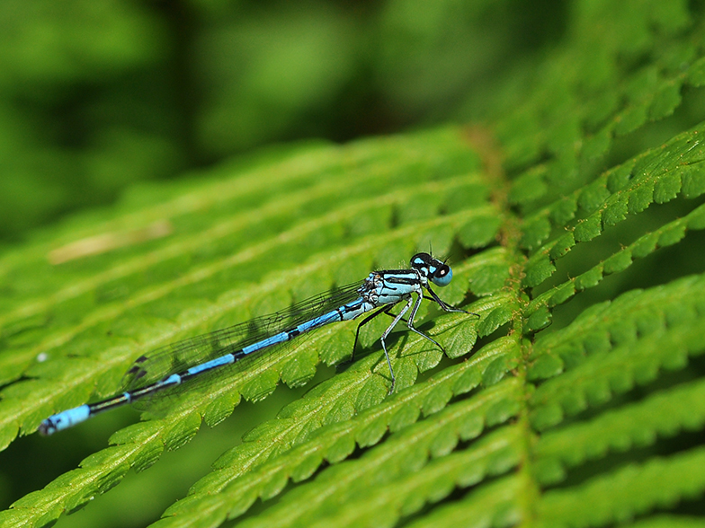 Coenagrion puella