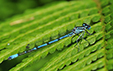 Coenagrion_puella