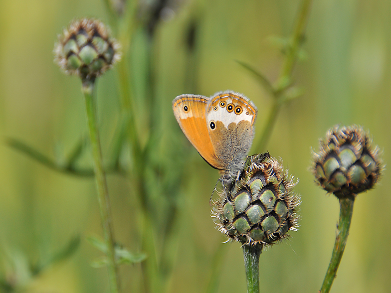 Coenonympha arcania