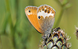 Coenonympha arcania