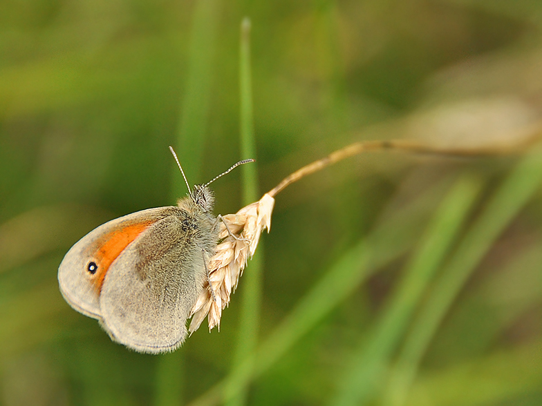 Coenonympha pamphilus 2