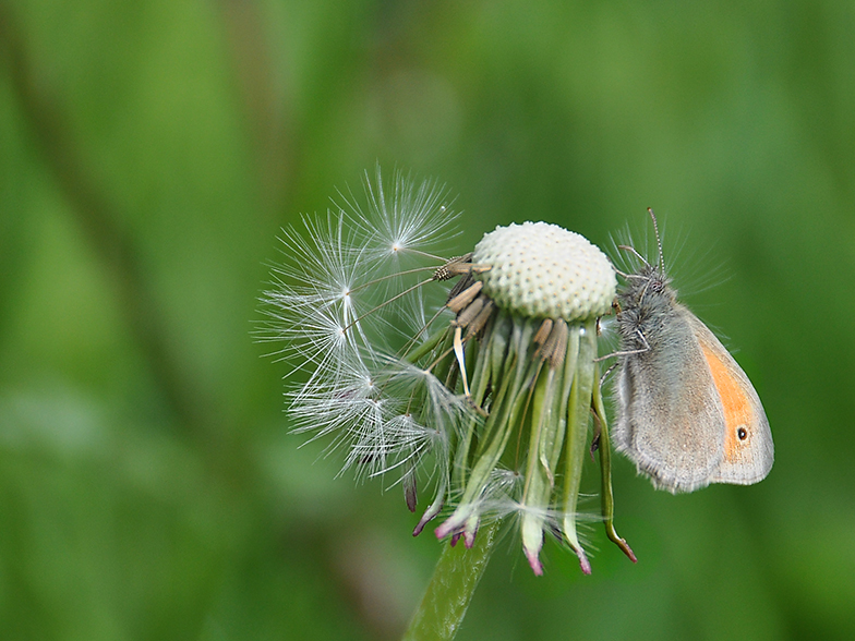 Coenonympha pamphilus