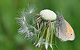 Coenonympha pamphilus