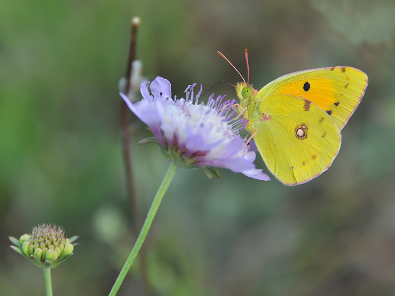 Colias croceus