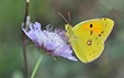 Colias croceus