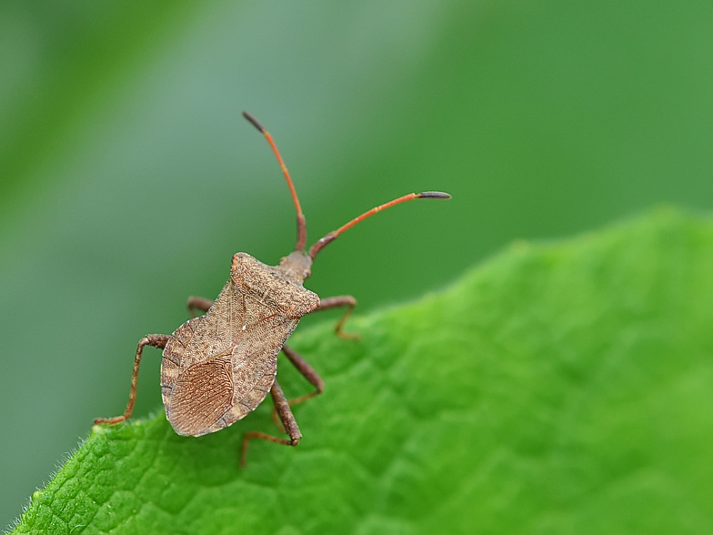 Coreus marginatus