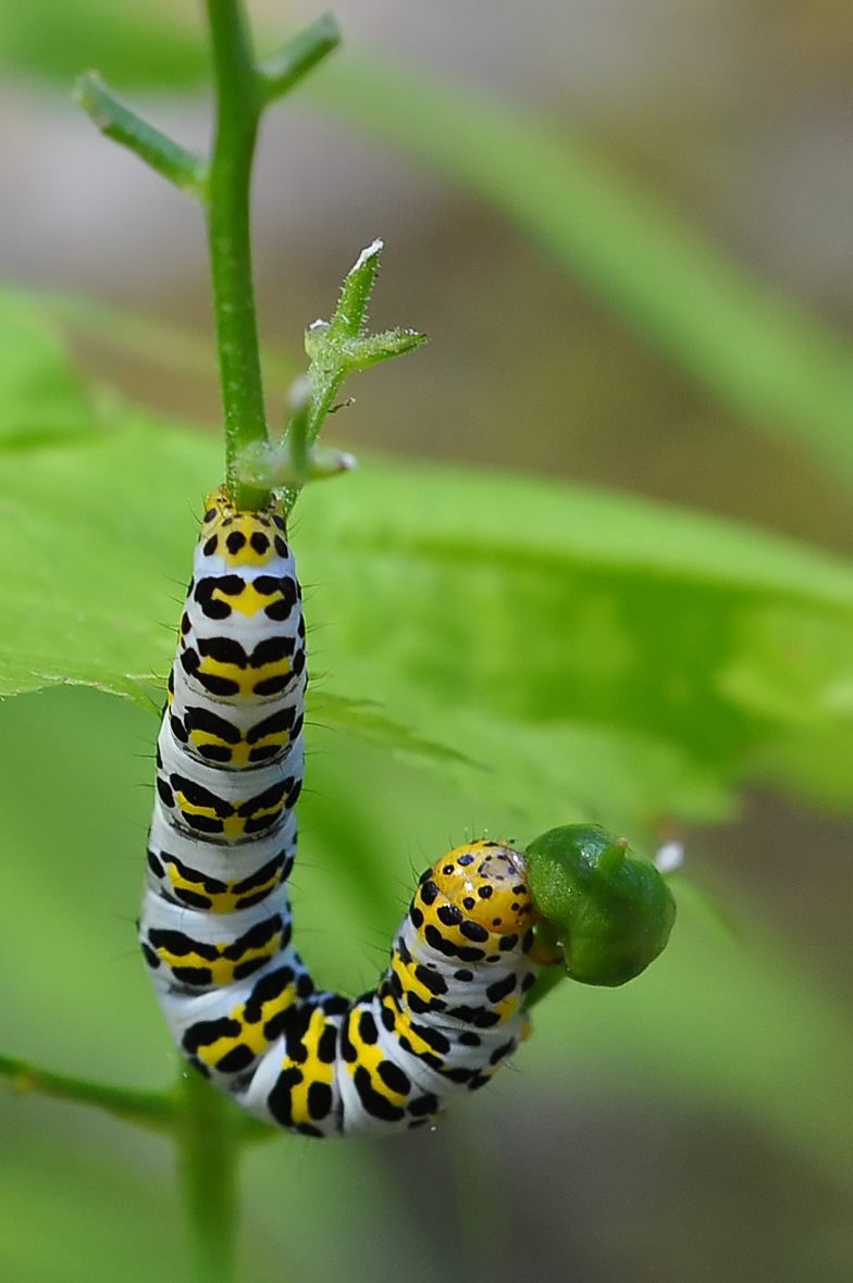 Cucullia verbasci