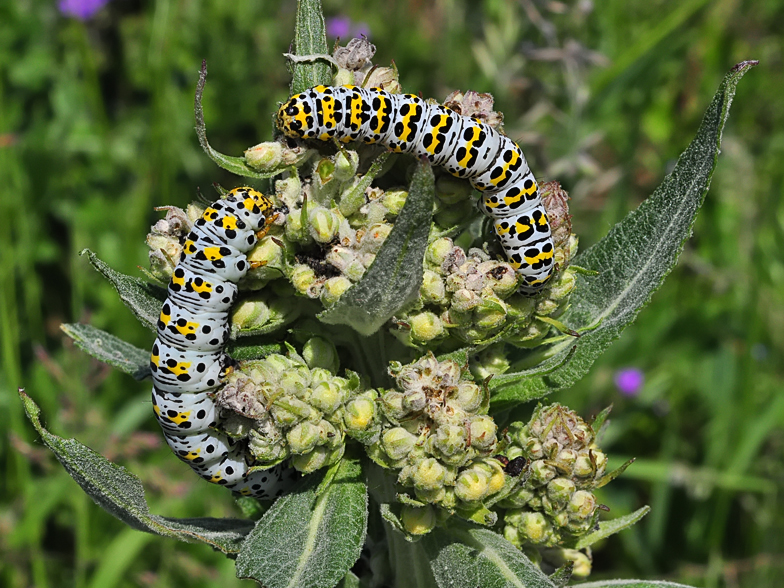 Cucullia verbasci