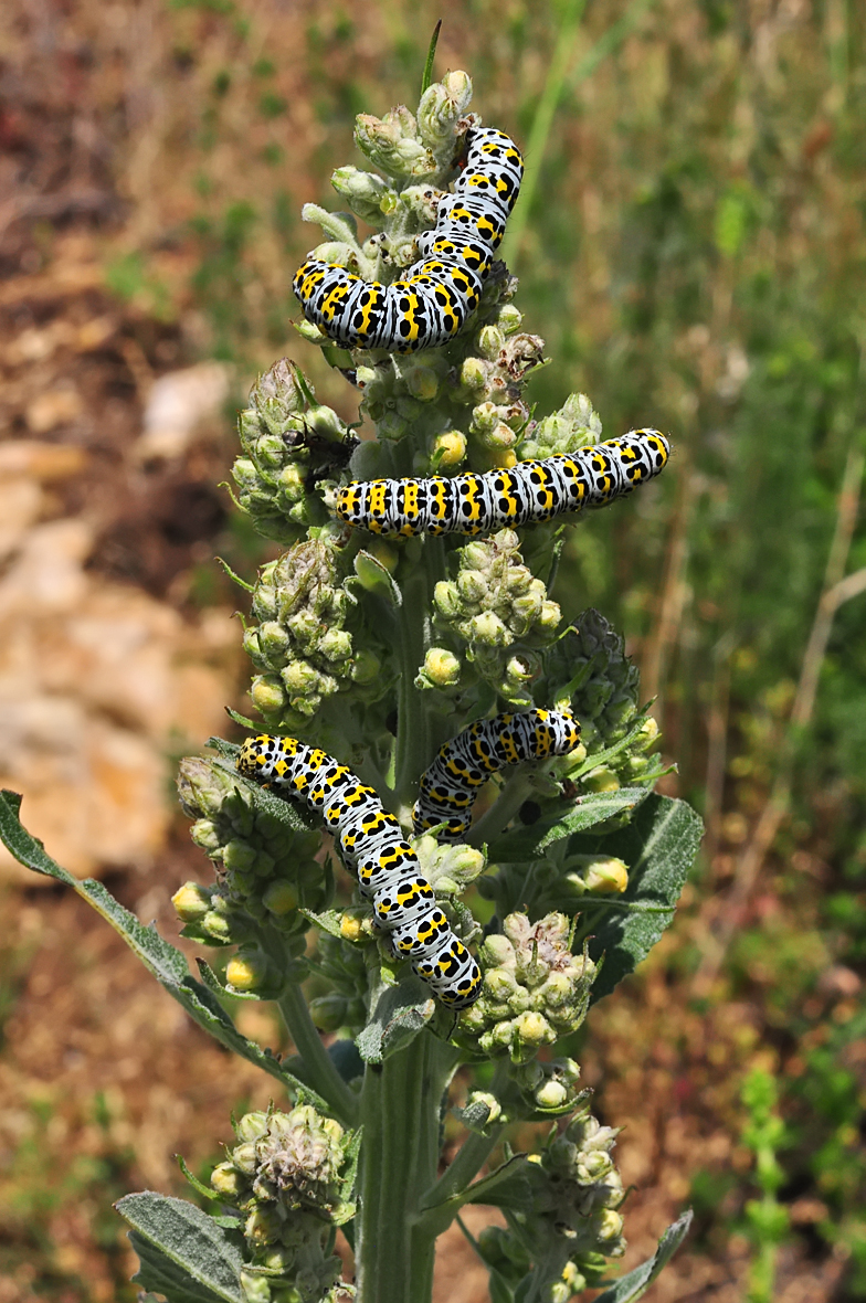 Cucullia verbasci