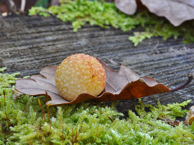 Cynips quercusfolii