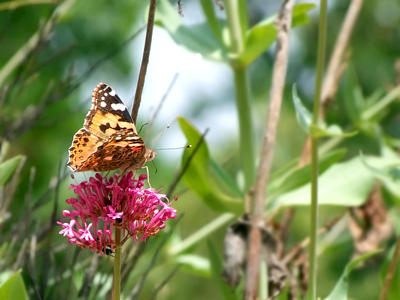 Cynthia cardui