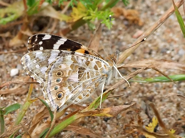 Cynthia cardui