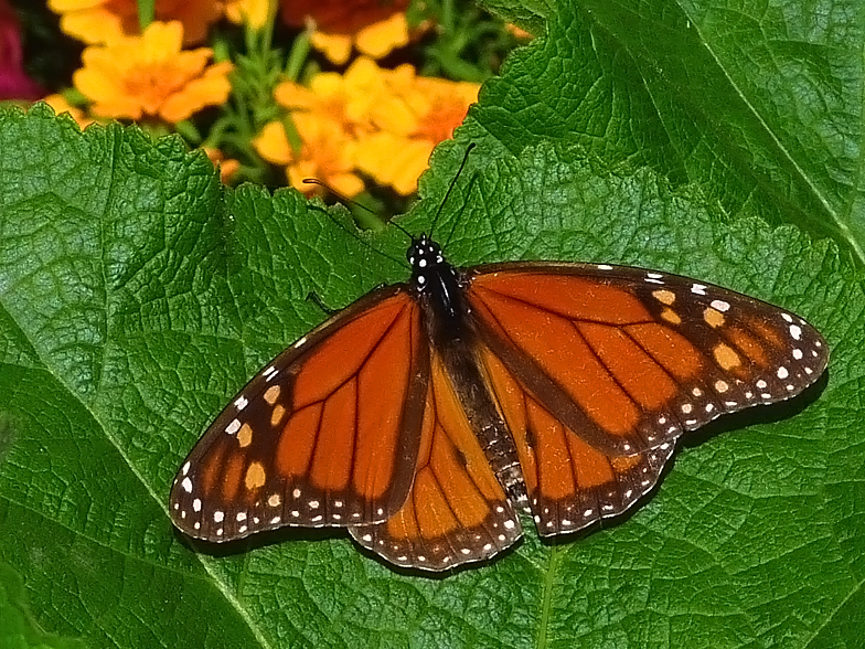 Danaus plexippus