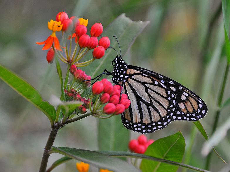 Danaus plexippus