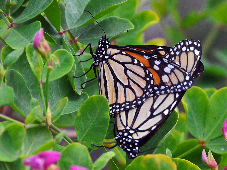 Danaus plexippus