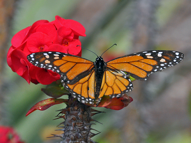 Danaus plexippus