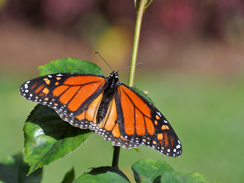 Danaus plexippus