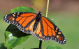 Danaus plexippus