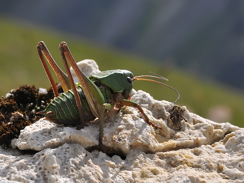 Decticus verrucivorus