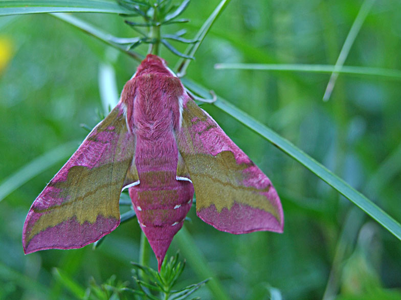 Deilephila porcellus