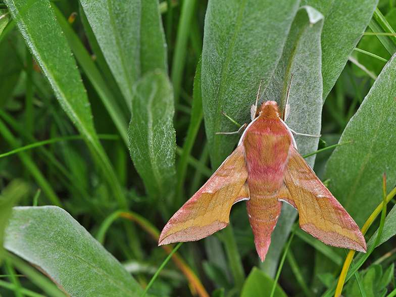 Deilephila porcellus