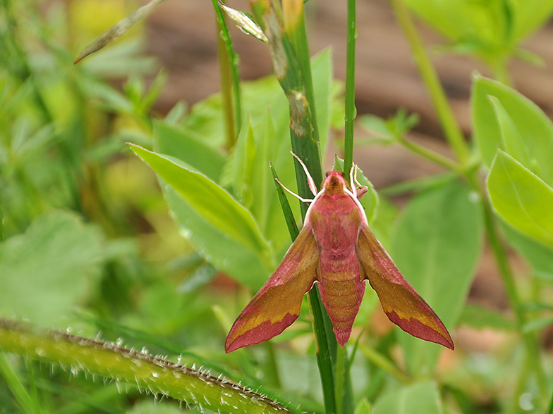 Deilephila porcellus