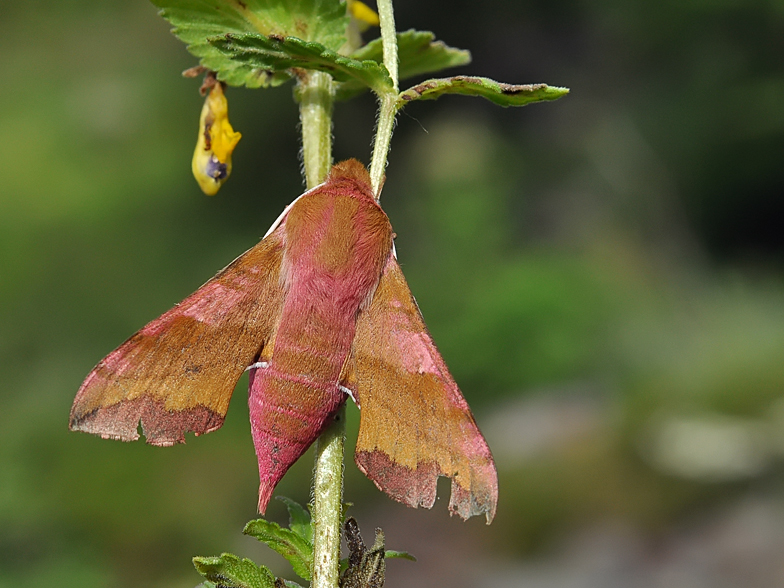 Deilephila porcellus