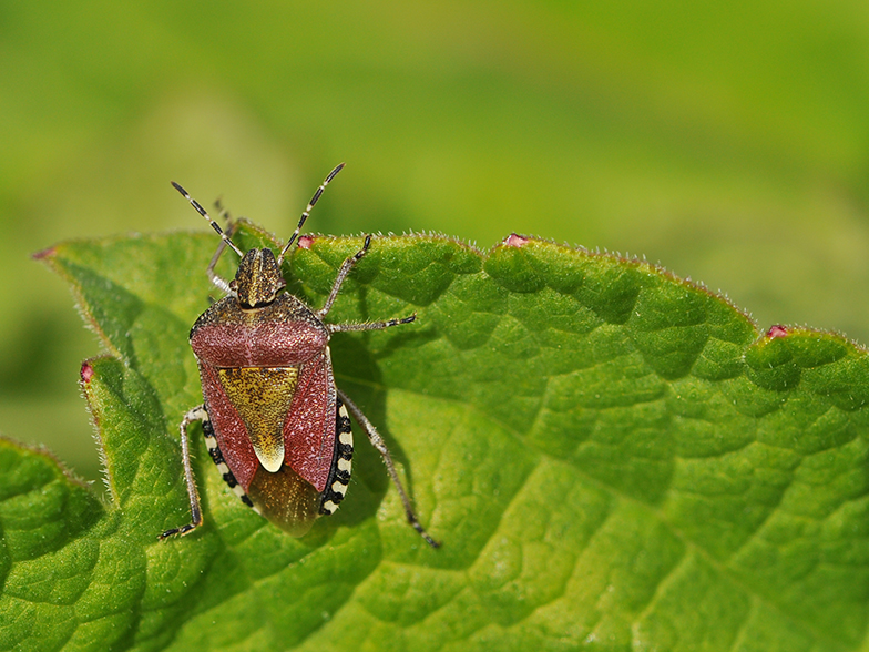 Dolycoris baccarum