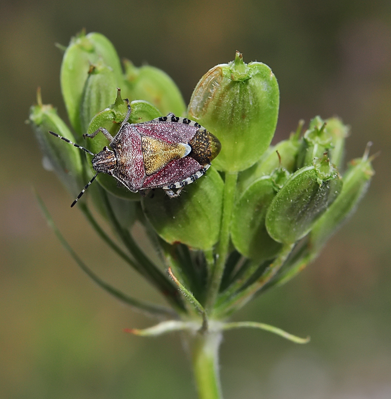 Dolycoris baccarum