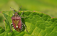 Dolycoris baccarum