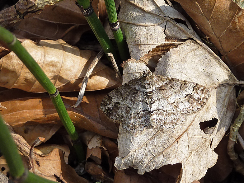 Ectropis crepuscularia