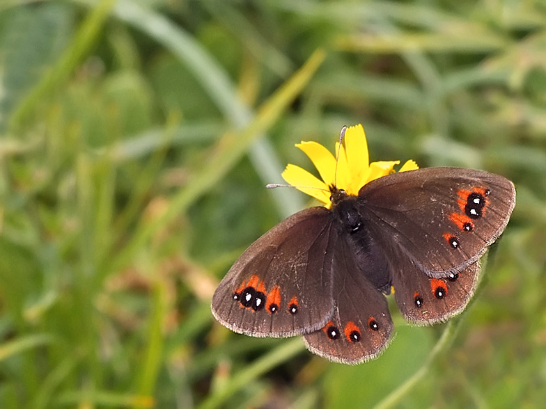 Erebia cf meolans