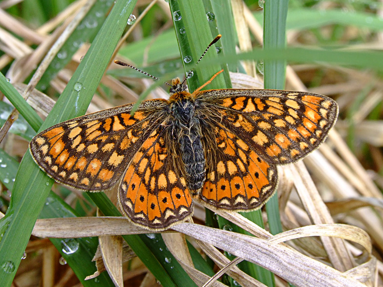 Eurodryas aurinia