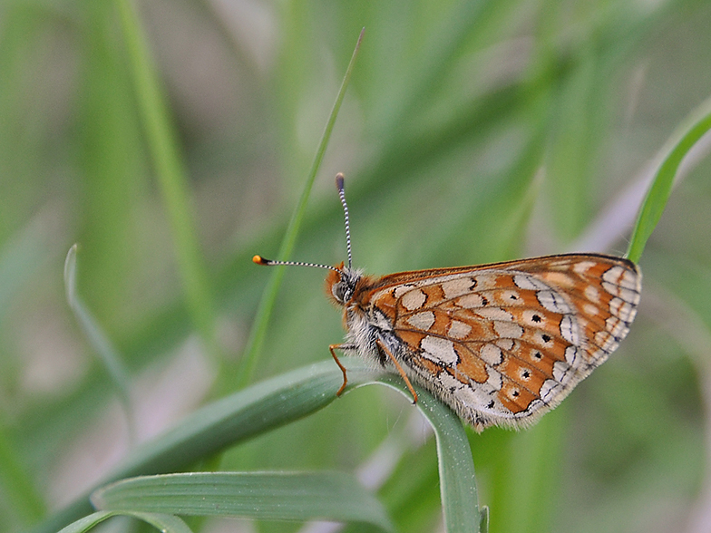 Eurodryas aurinia