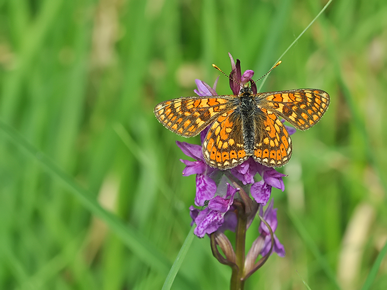 Eurodryas aurinia