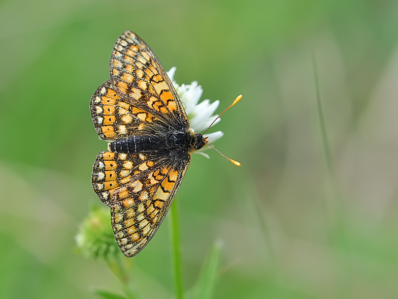 Eurodryas aurinia