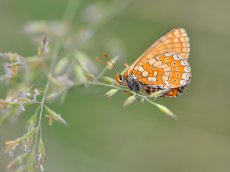 Eurodryas aurinia