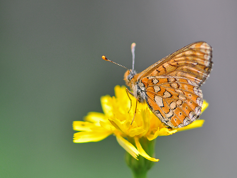 Eurodryas aurinia