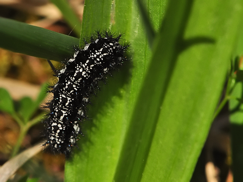 Eurodryas aurinia