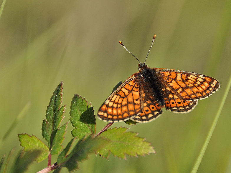 Eurodryas aurinia