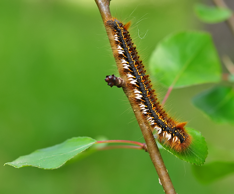 Euthrix potatoria