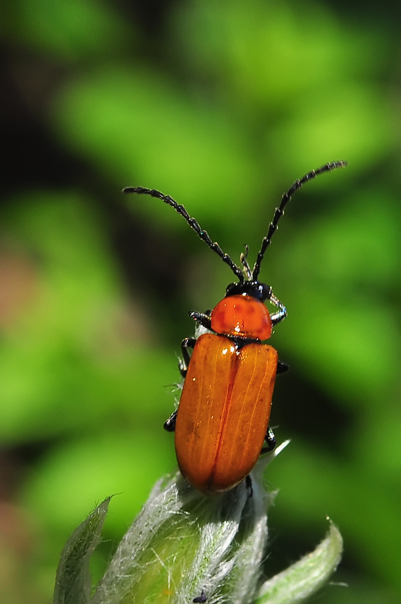 Exosoma lusitanicum