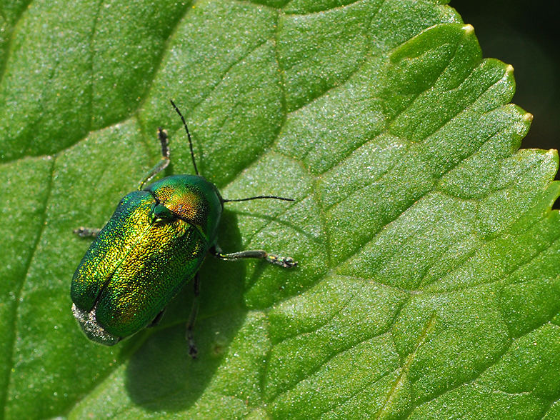 Gastrophysa viridula