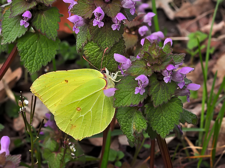 Gonepteryx rhamni