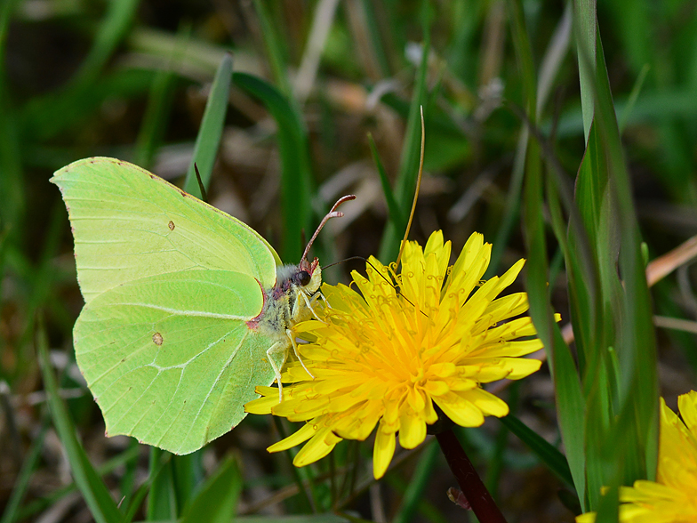 Gonepteryx rhamni